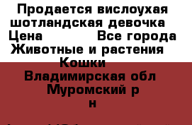 Продается вислоухая шотландская девочка › Цена ­ 8 500 - Все города Животные и растения » Кошки   . Владимирская обл.,Муромский р-н